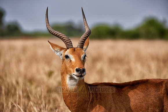 male Ugandan kob