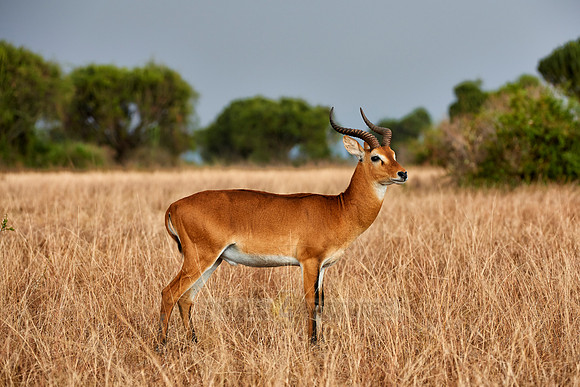 male Ugandan kob