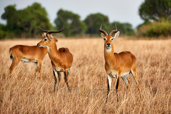 Ugandan kob