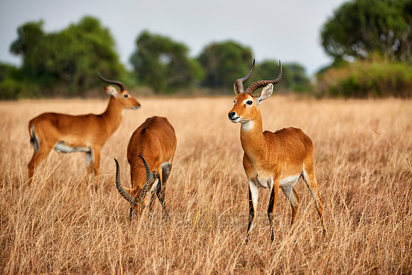 Ugandan kob