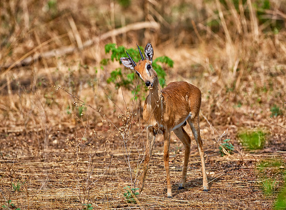 Oribi