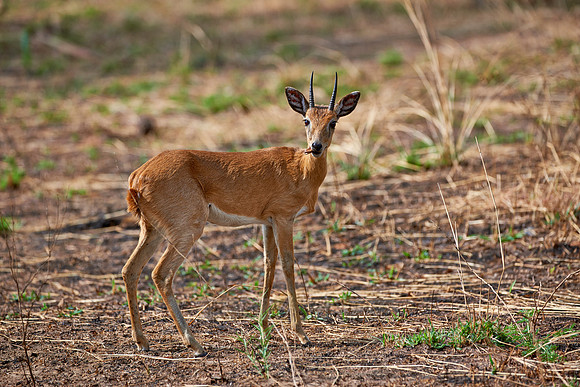 Oribi