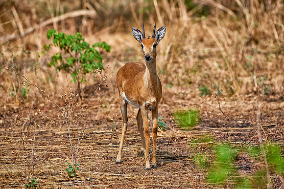 Oribi