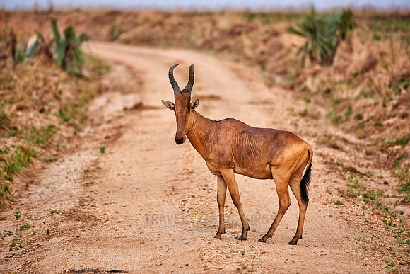 Jackson Hartebeest