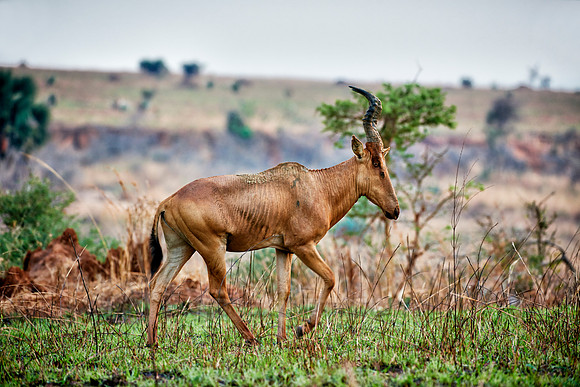 Jackson Hartebeest