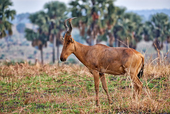 Jackson Hartebeest