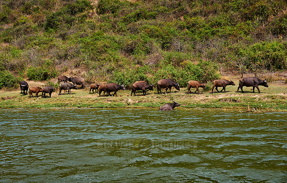 African buffalo, Syncerus caffer