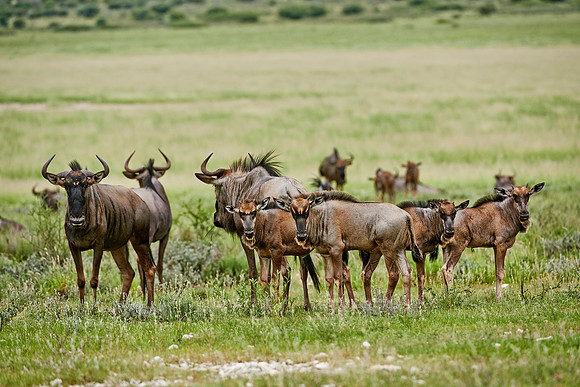 Streifengnus, Connochaetes taurinus |Blue wildebeests, Connochaetes taurinus|