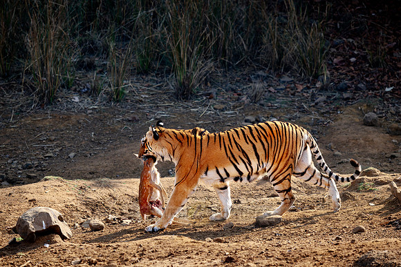Tiger with prey in mouth