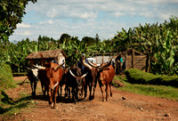 Ankole-Watusi cattle