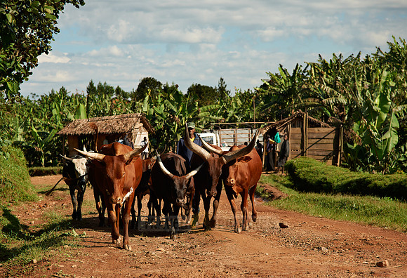 Ankole-Watusi cattle