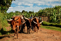 Ankole-Watusi cattle