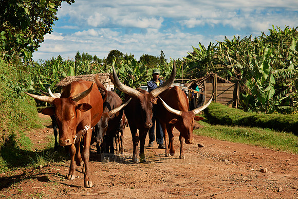 Ankole-Watusi cattle