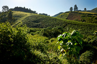 hills with tea plantations
