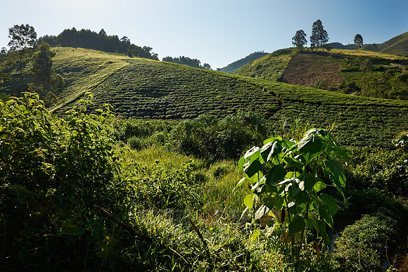 hills with tea plantations
