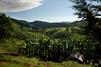 hills with tea plantations
