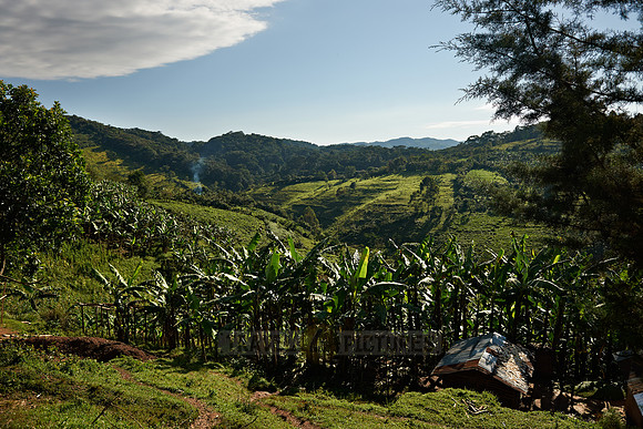 hills with tea plantations