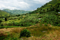 hills with tea plantations