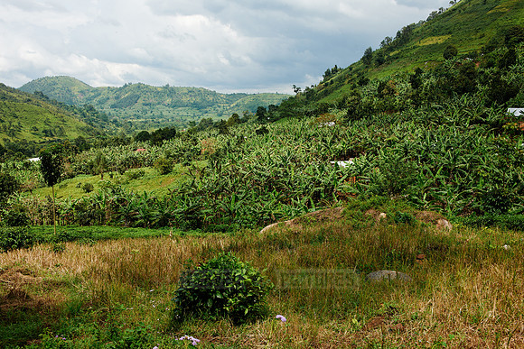 hills with tea plantations