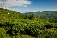 hills with tea plantations