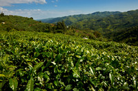 hills with tea plantations