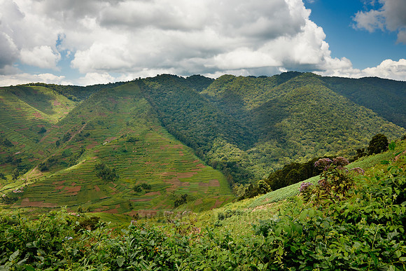 border of Bwindi Impenetrable National Park