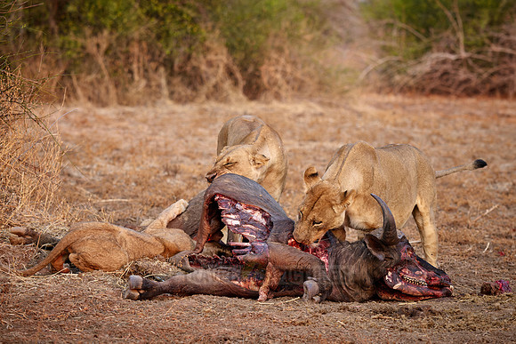 pride of lioness (Panthera leo) at buffalo kill