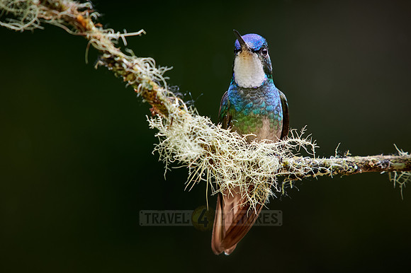 male white-throated mountaingem or white-throated mountain-gem (Lampornis castaneoventris)