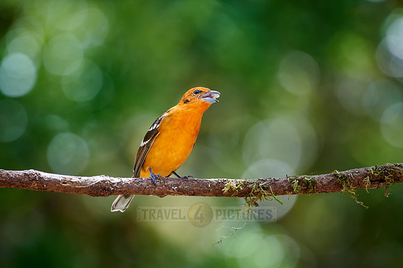 male Flame-colored Tanager (Piranga bidentata)