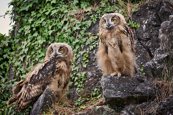 Eurasian eagle-owl (Bubo bubo), two youngster on a rock