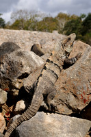 Black Spiny-tailed Iguana or Black Iguana
