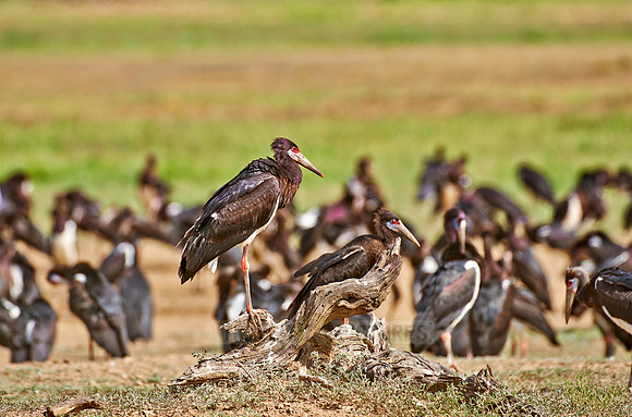 Abdim's Stork