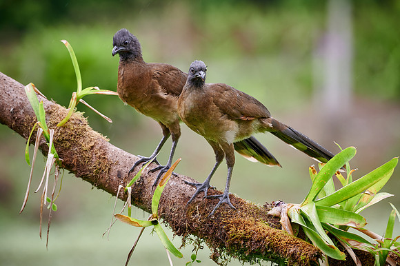 two grey-headed chachalaca (Ortalis cinereiceps)
