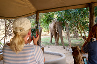 Tourist fotografiert mit Handy einen Elefantenbullen im Tena Tena Camp. |Tourist photographs a bull elephant with his mobile phone in the Tena Tena Camp|