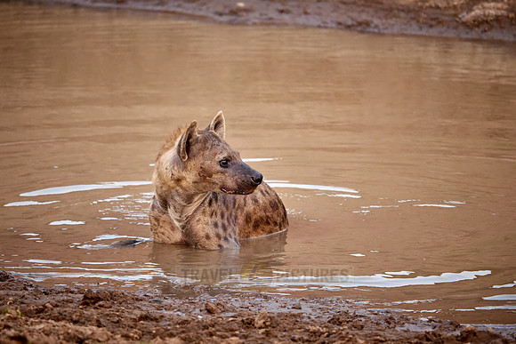 spotted hyena (Crocuta crocuta) taking a bath