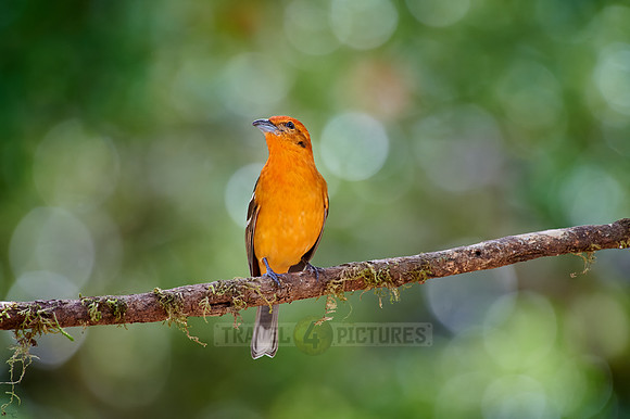 male Flame-colored Tanager (Piranga bidentata)