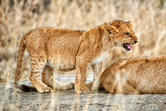 cute ​lion cub