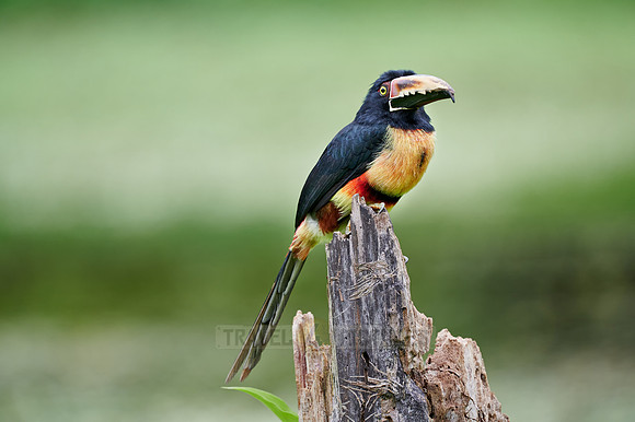 collared aracari (Pteroglossus torquatus)