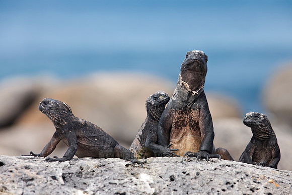 endemic Marine Iguana