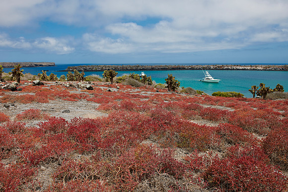 typical plants and landscape on Isla Plaza, Galapagos