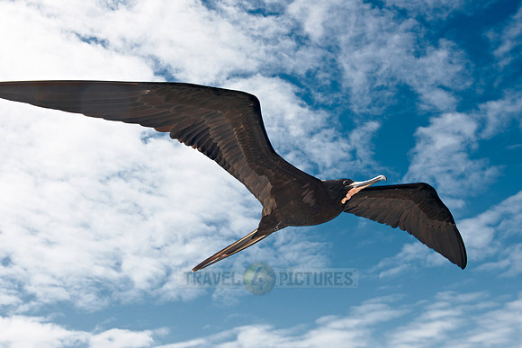 flying Frigatebirds
