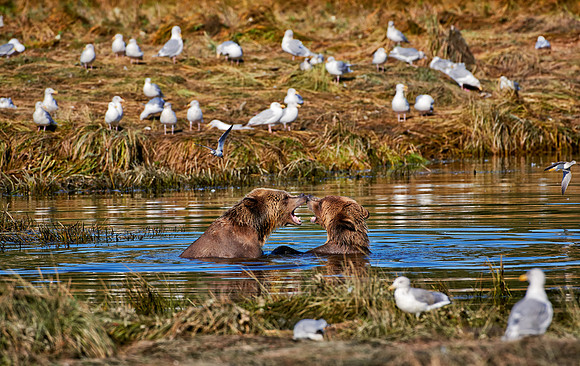 Grizzly bear at Knight Inlet