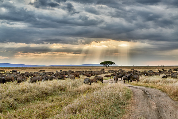 herd of African buffalos at sunset