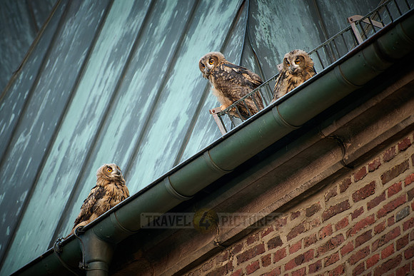 Eurasian eagle-owl (Bubo bubo), three fledglings on a roof