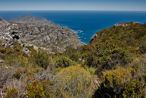 yellow blooming Fynbos