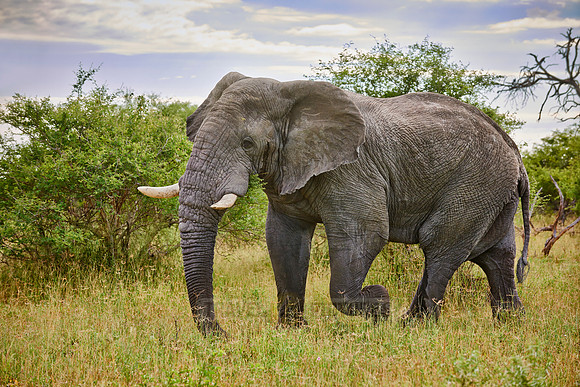 old aggressive male African elephant