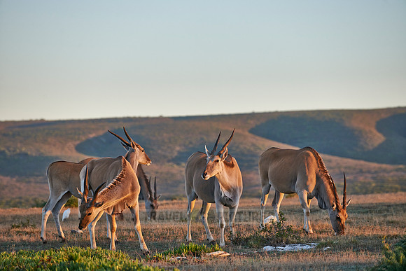 Common eland
