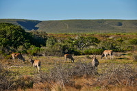 eland antilopes in De Hoop