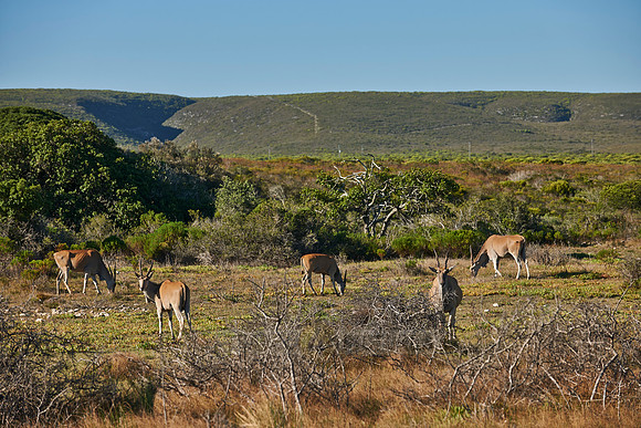 eland antilopes in De Hoop