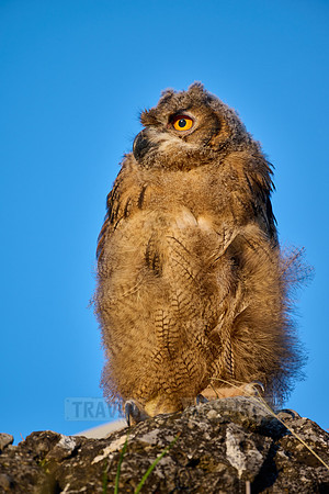 Eurasian eagle-owl (Bubo bubo), fledgling on a rock